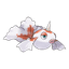 Goldeen
