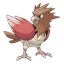 Spearow